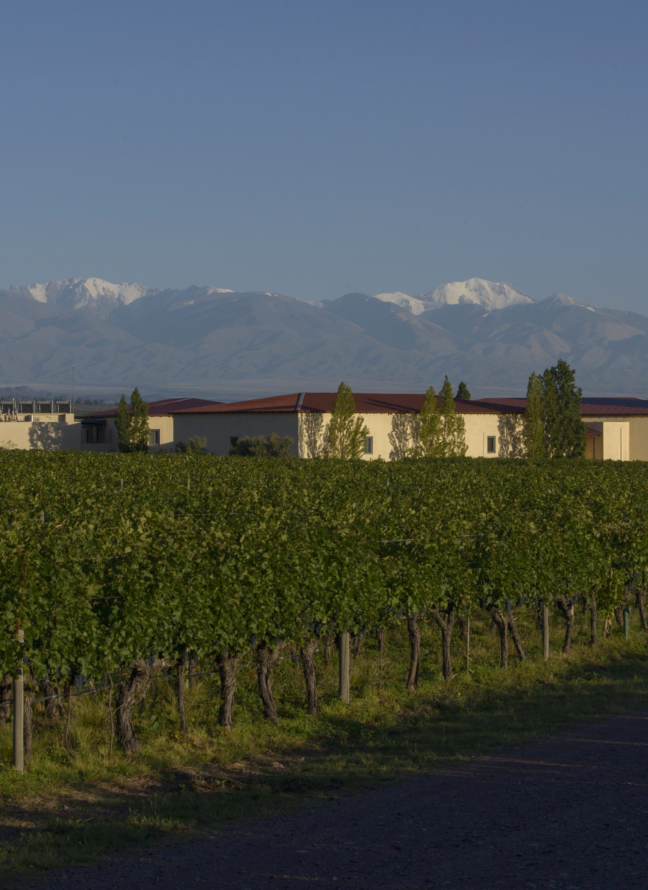 Wines - Léoville Poyferré