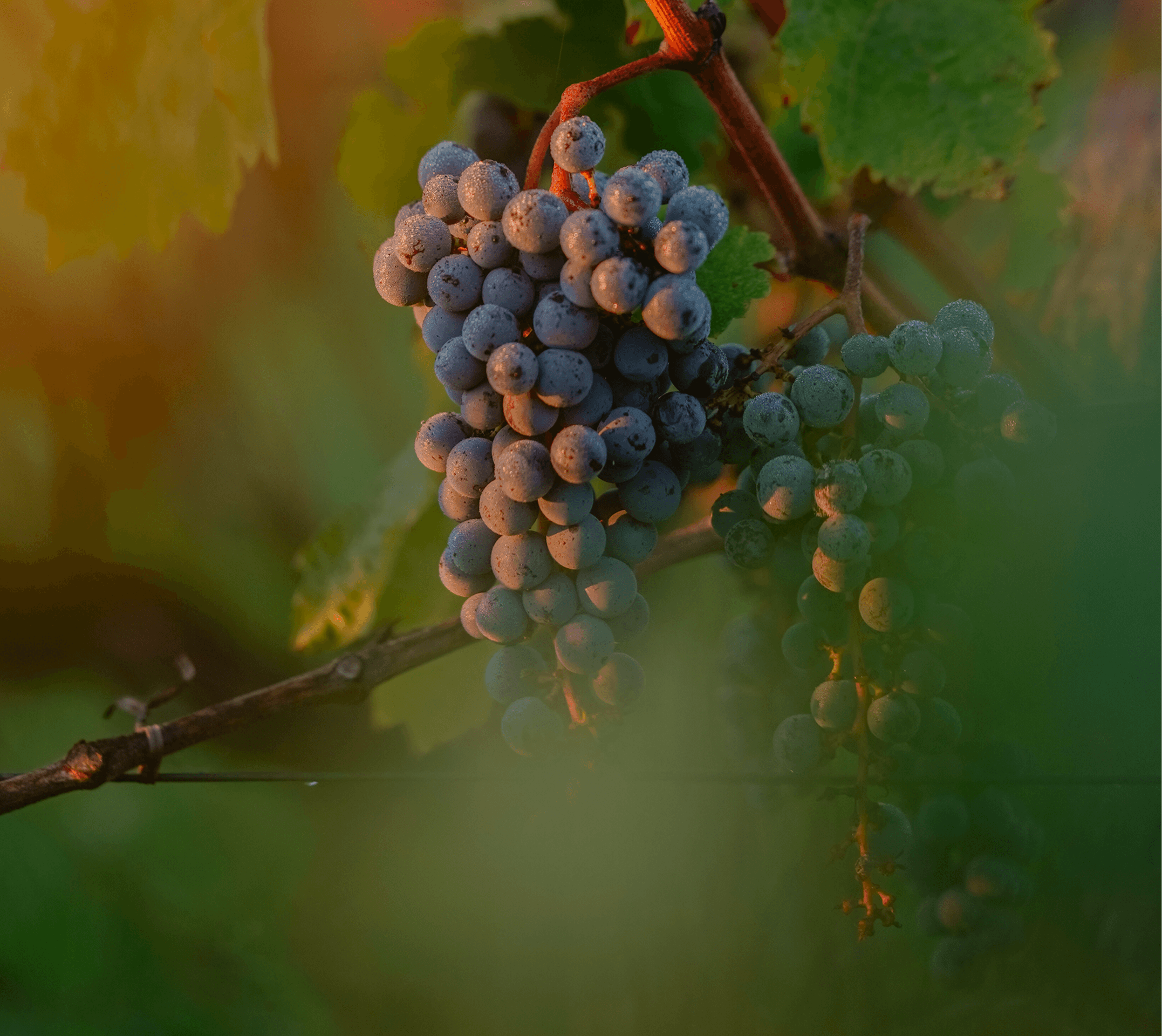 25 Years of Harvests – Isabelle Davin - Léoville Poyferré