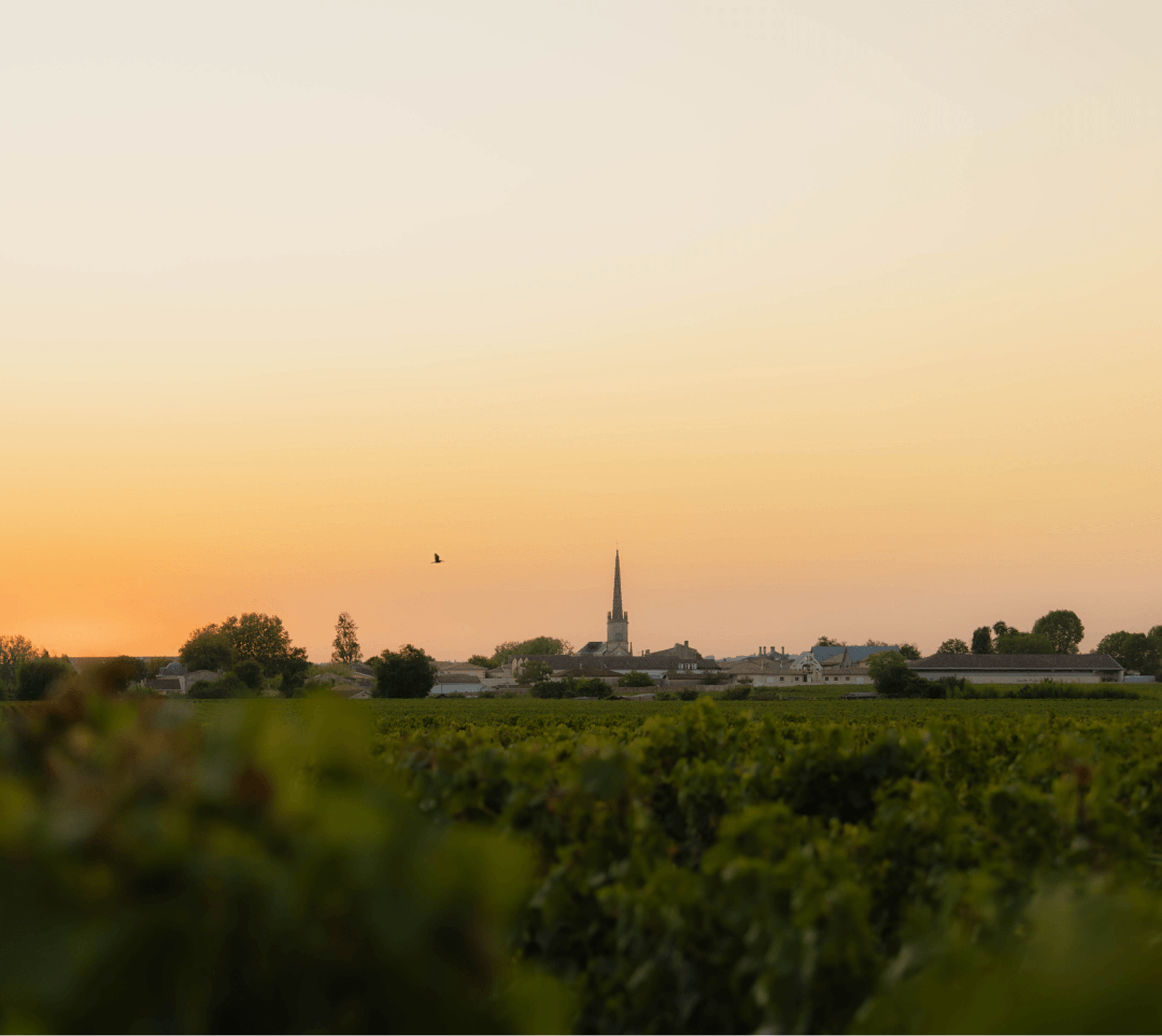 25 Years of Harvests – Isabelle Davin - Léoville Poyferré