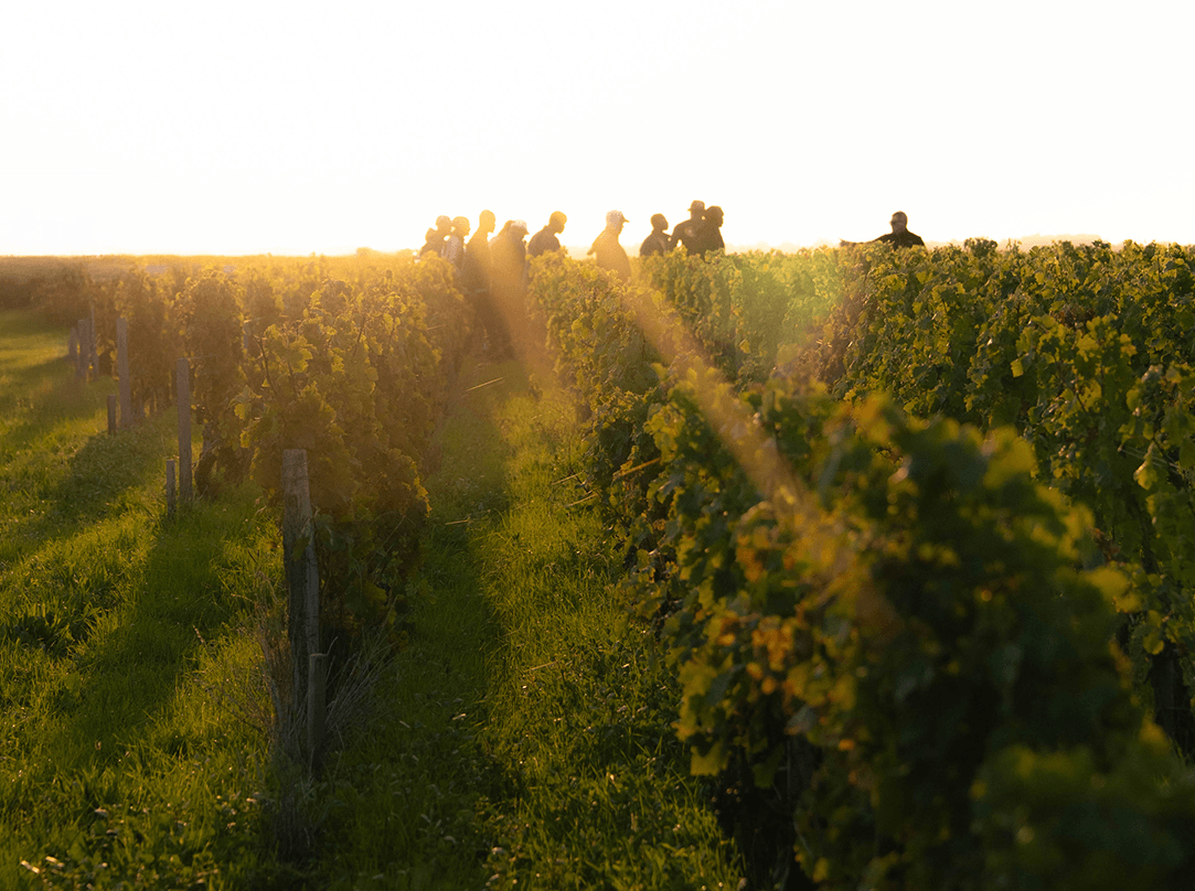 Freshness, against all expectations - Léoville Poyferré