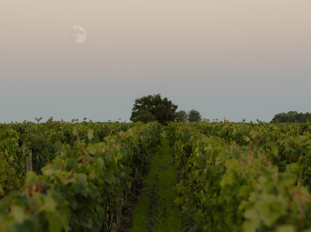 Freshness, against all expectations - Léoville Poyferré