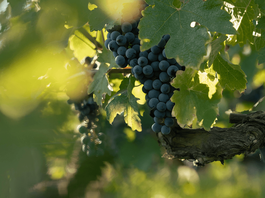 Freshness, against all expectations - Léoville Poyferré