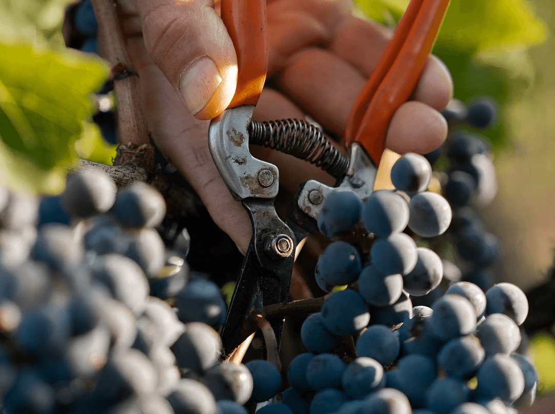 Freshness, against all expectations - Léoville Poyferré