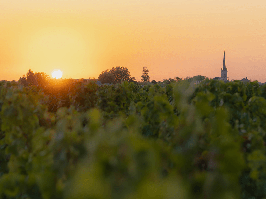 Freshness, against all expectations - Léoville Poyferré